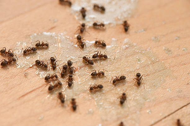 Best Wasp Removal Services  in Leisure City, FL