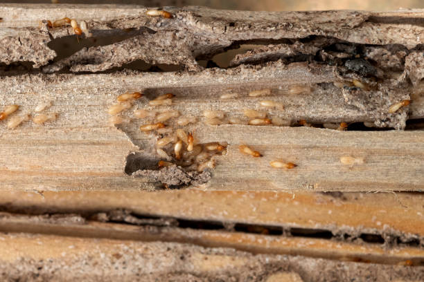 Best Bed Bug Extermination  in Leisure City, FL