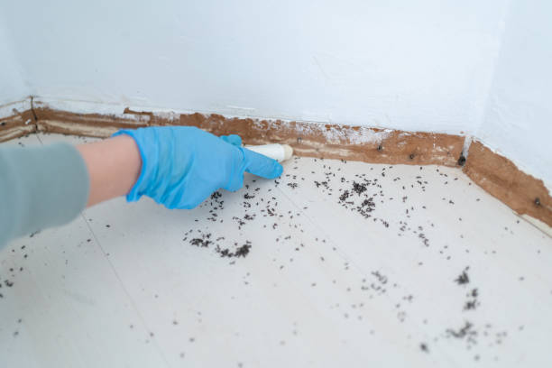 Best Emergency Pest Control  in Leisure City, FL